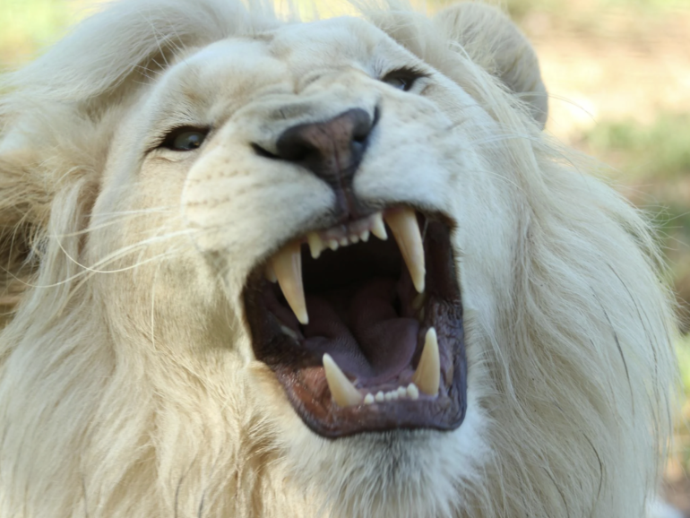 Sudáfrica: Naturaleza salvaje y aventura activa 🇿🇦🦁